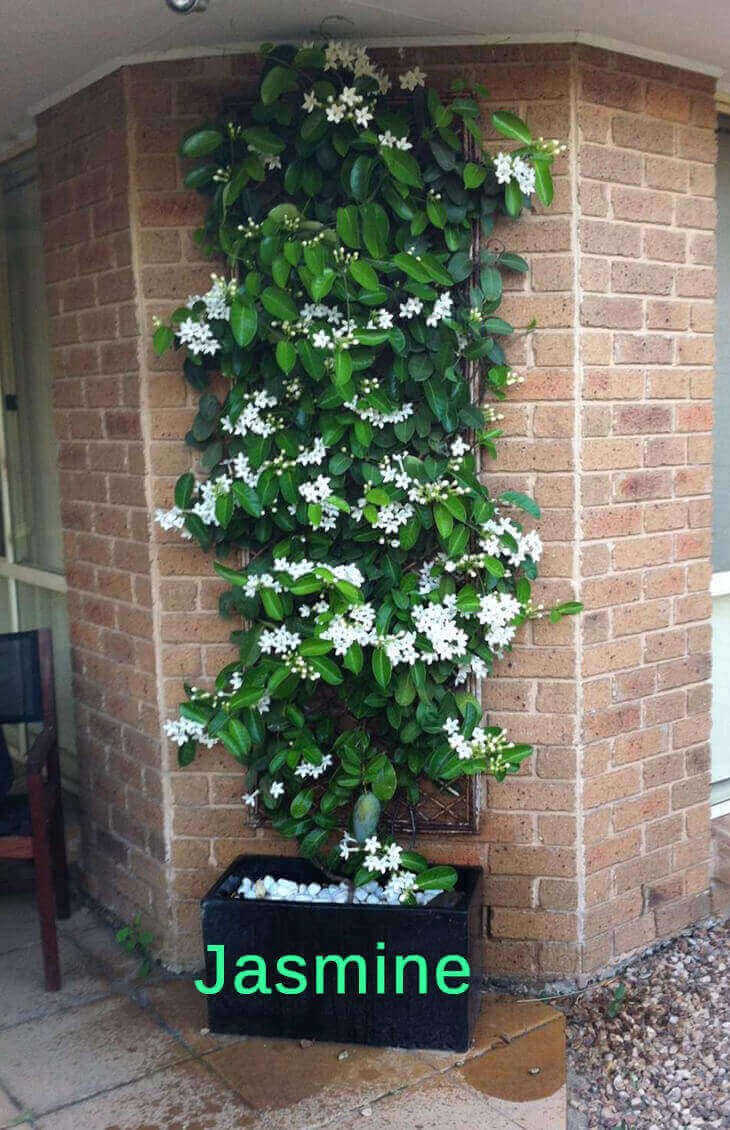 top 10 pergola plants to grow your pots - home gardeners