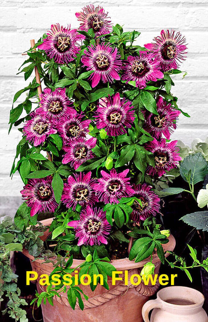 top 10 pergola plants to grow your pots - home gardeners