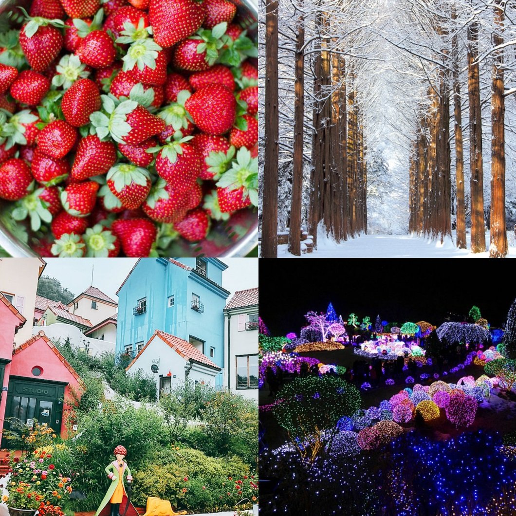 nami island, petite france, strawberry farm picking and garden of morning  calm 4 in 1day tour shuttle package (2019 dec 1~ 2020 may 31)