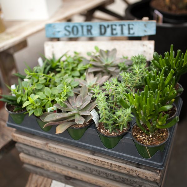 Succulents + Cacti Shop | West Coast Gardens, South Surrey ...