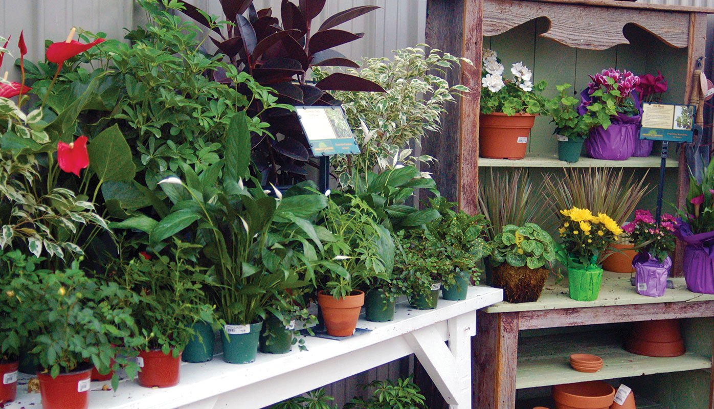 houseplants, succulents, fairy gardens | johnson's gardens | cedarburg