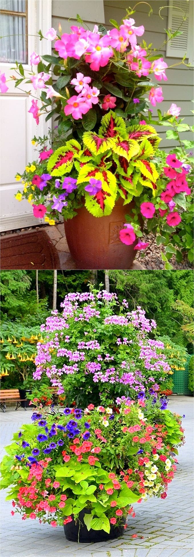 colorful flower gardening in pots ( 38 designer plant lists for each