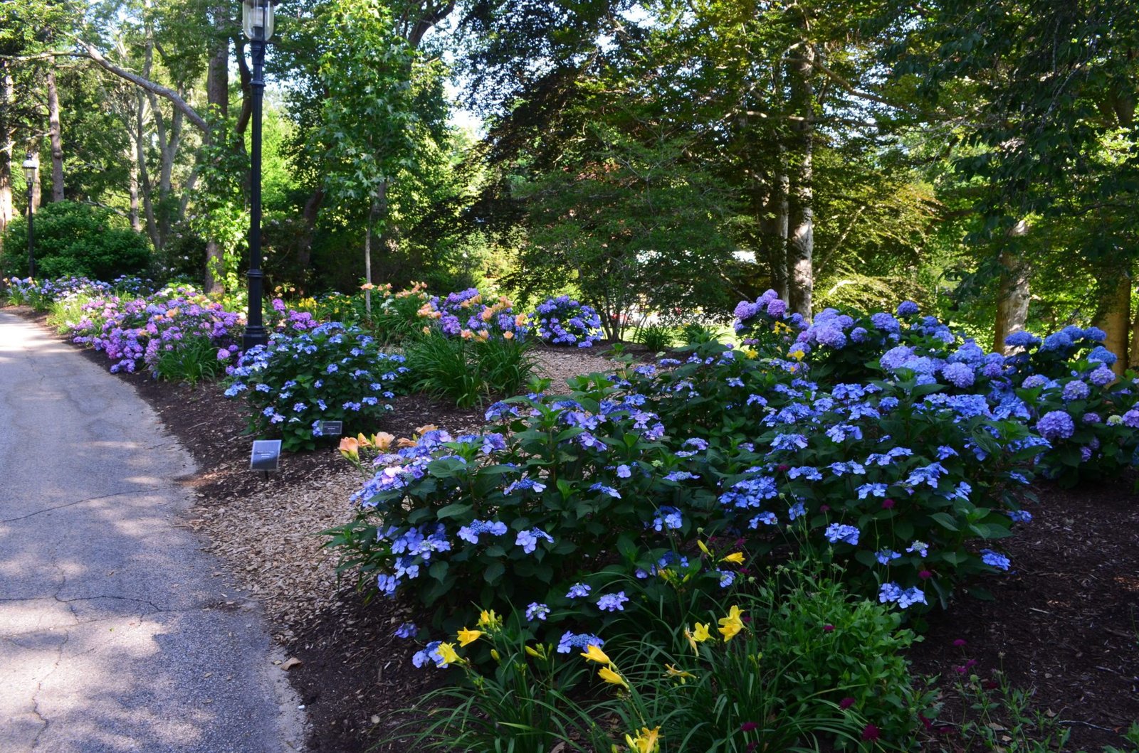 hydrangea festival - heritage museums & gardens