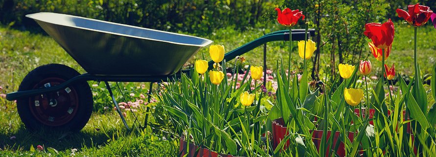 spring & fall cleanup - texas lawn tech