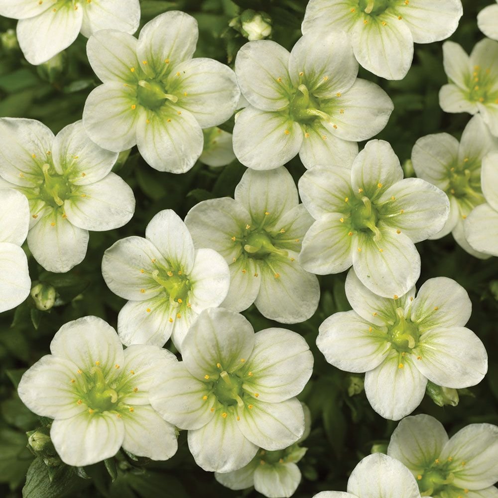 24 spectacular shade garden perennials - finding sea turtles