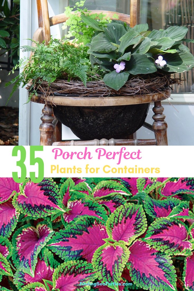 35 perfect container plants for small spaces - finding sea turtles