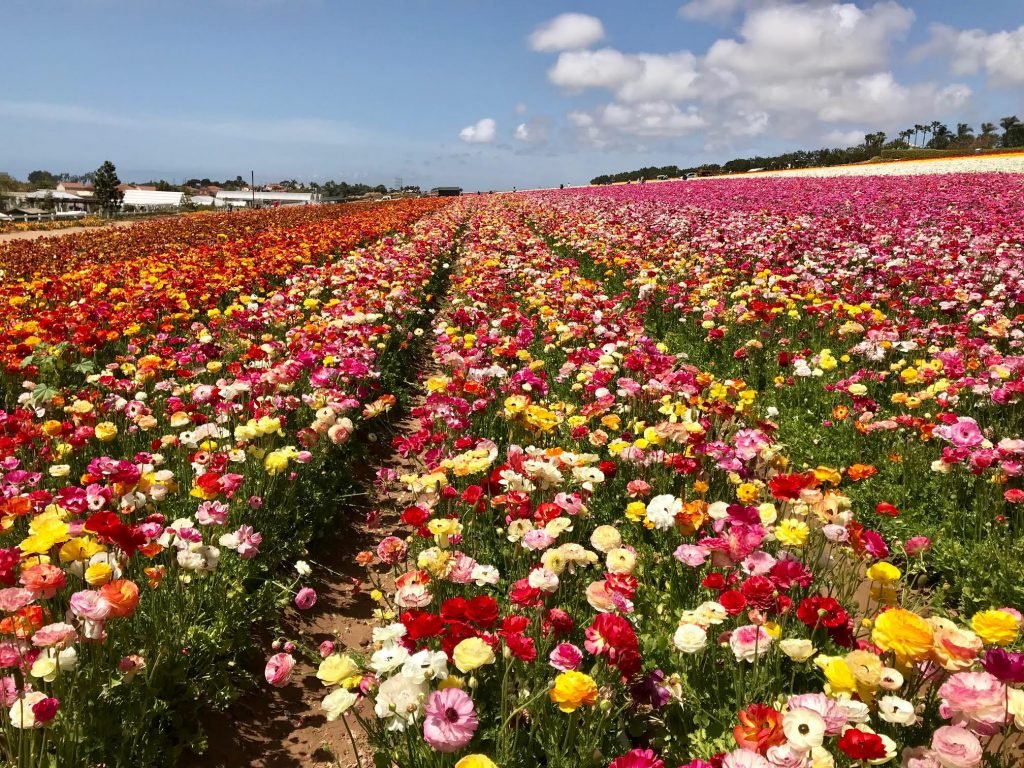 beautiful flowers and gardens around the world-travel by a sherrie