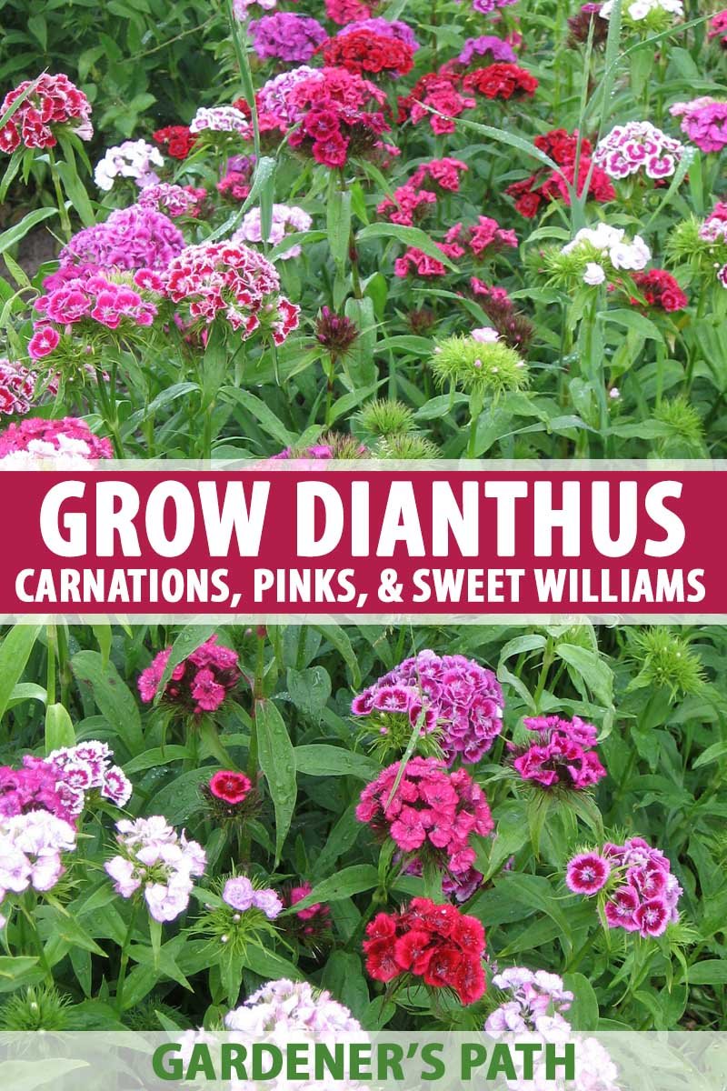 how to grow dianthus: carnations, sweet williams, and pinks