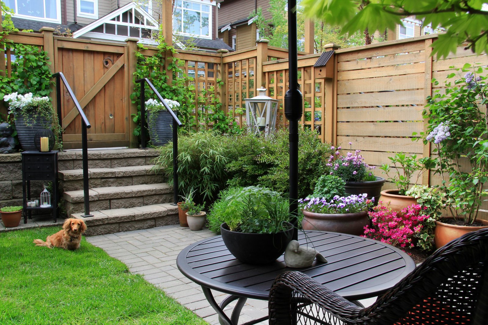 landscaping plants for the backyard - pool and landscape