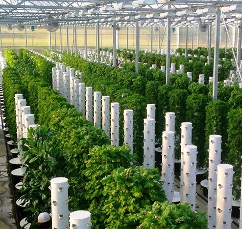 Tower Garden Seedlings | Aeroponic Seedlings | Tower Farm