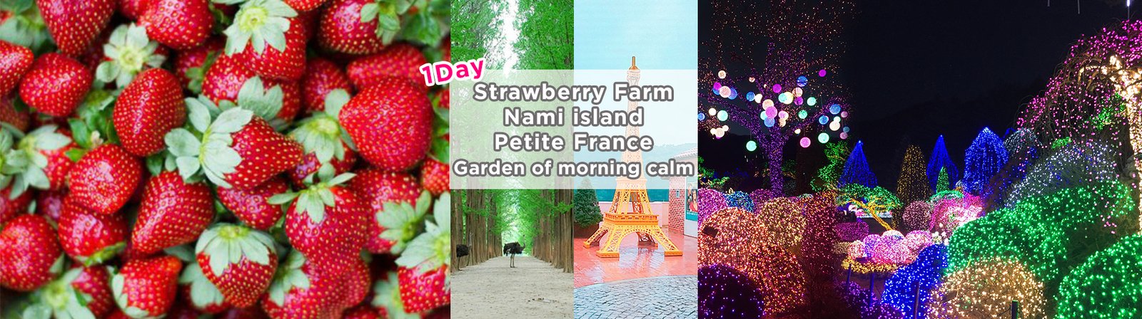 nami island, petite france, strawberry farm picking and garden of morning  calm 4 in 1day tour shuttle package (2019 dec 1~ 2020 may 31)