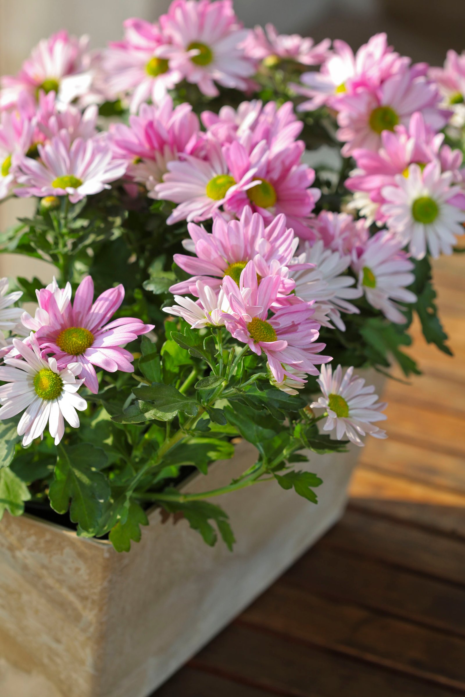 chrysanthemums - the ideal indoor flower - life is a garden