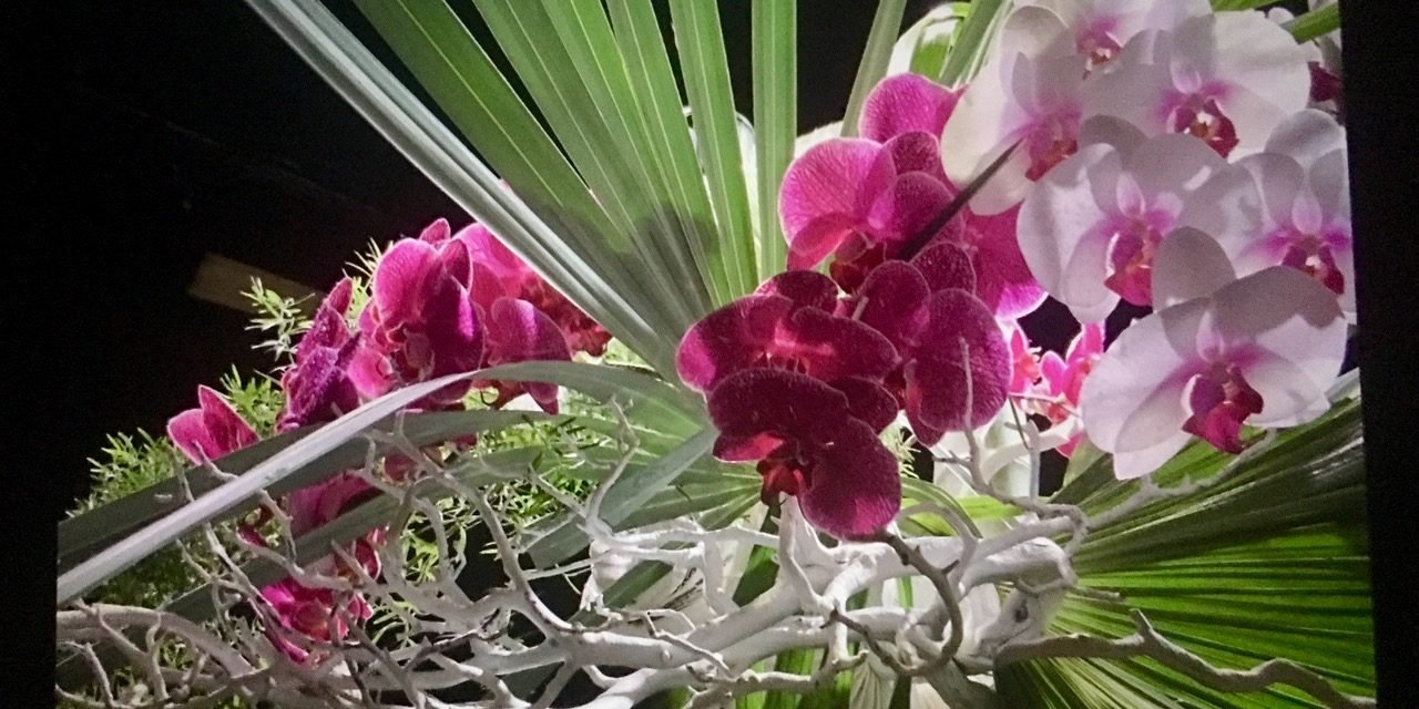 to di for: digging the boston flower and garden show!