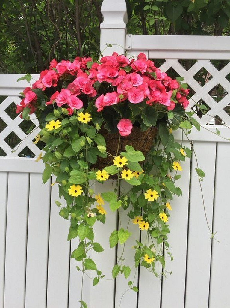 42+ beauty full sun container plants to decorate yard - page 15 of 44