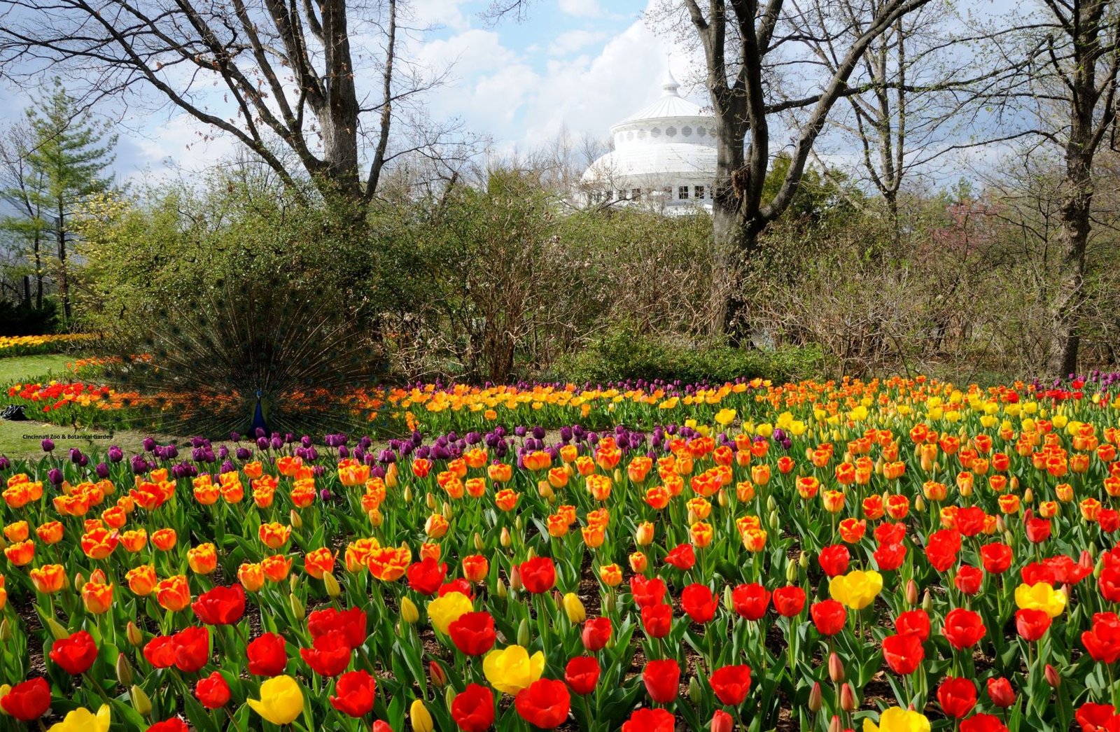 ohio in bloom: where to see spring flowers - ohio. find it here.