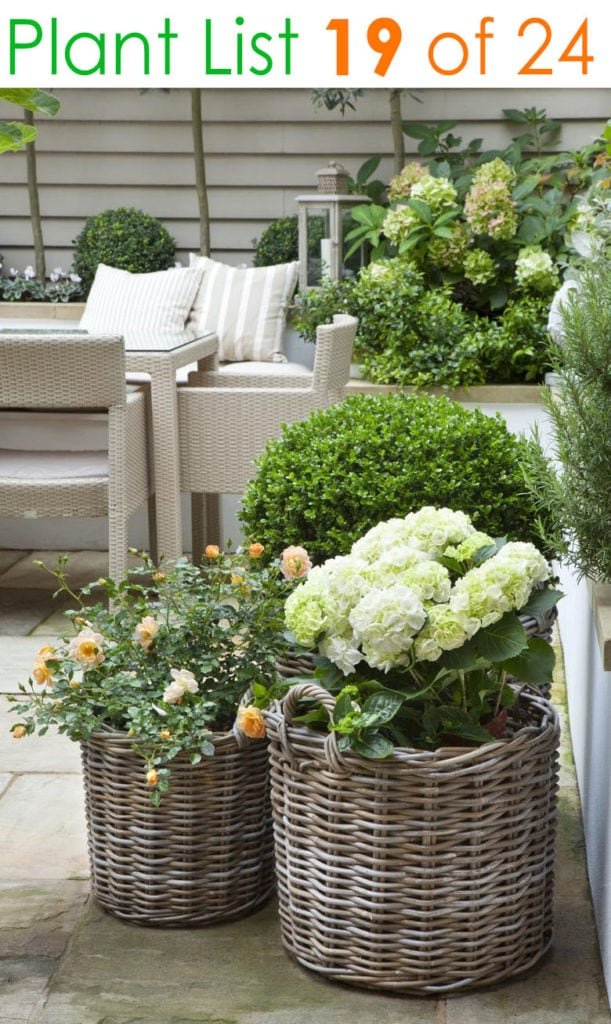 24 stunning container garden planting ideas - a piece of rainbow