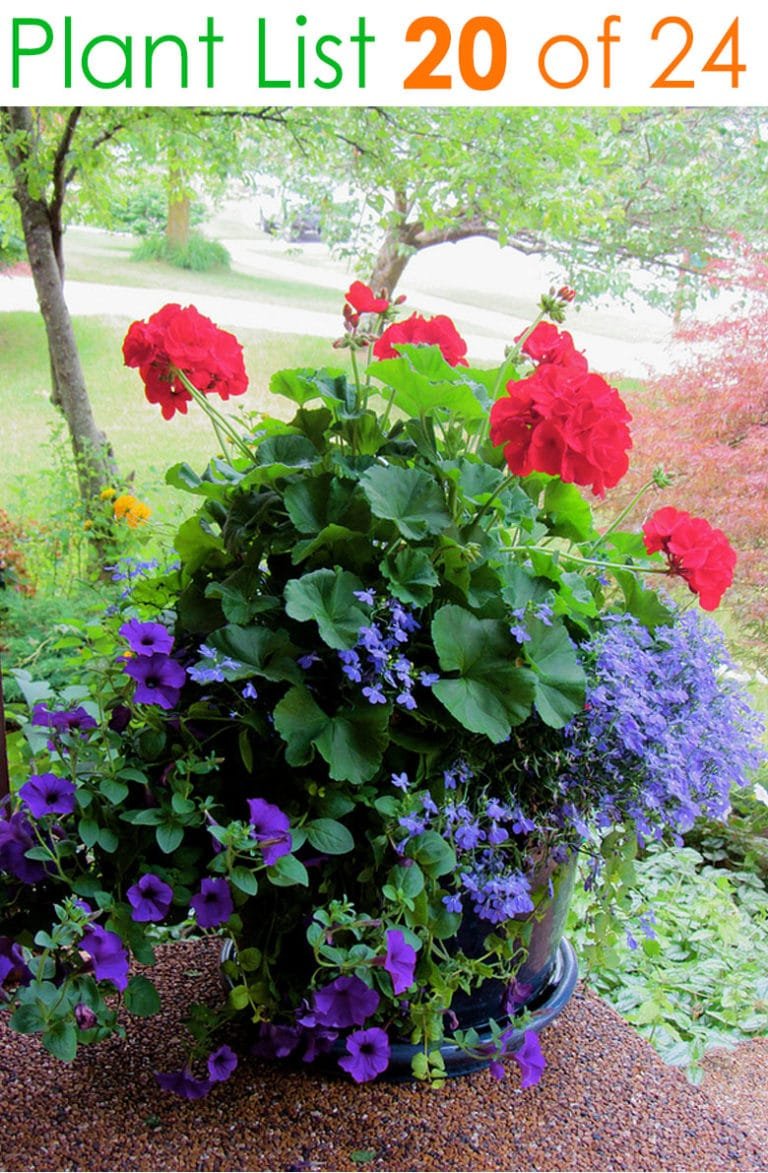 24 stunning container garden planting ideas - a piece of rainbow