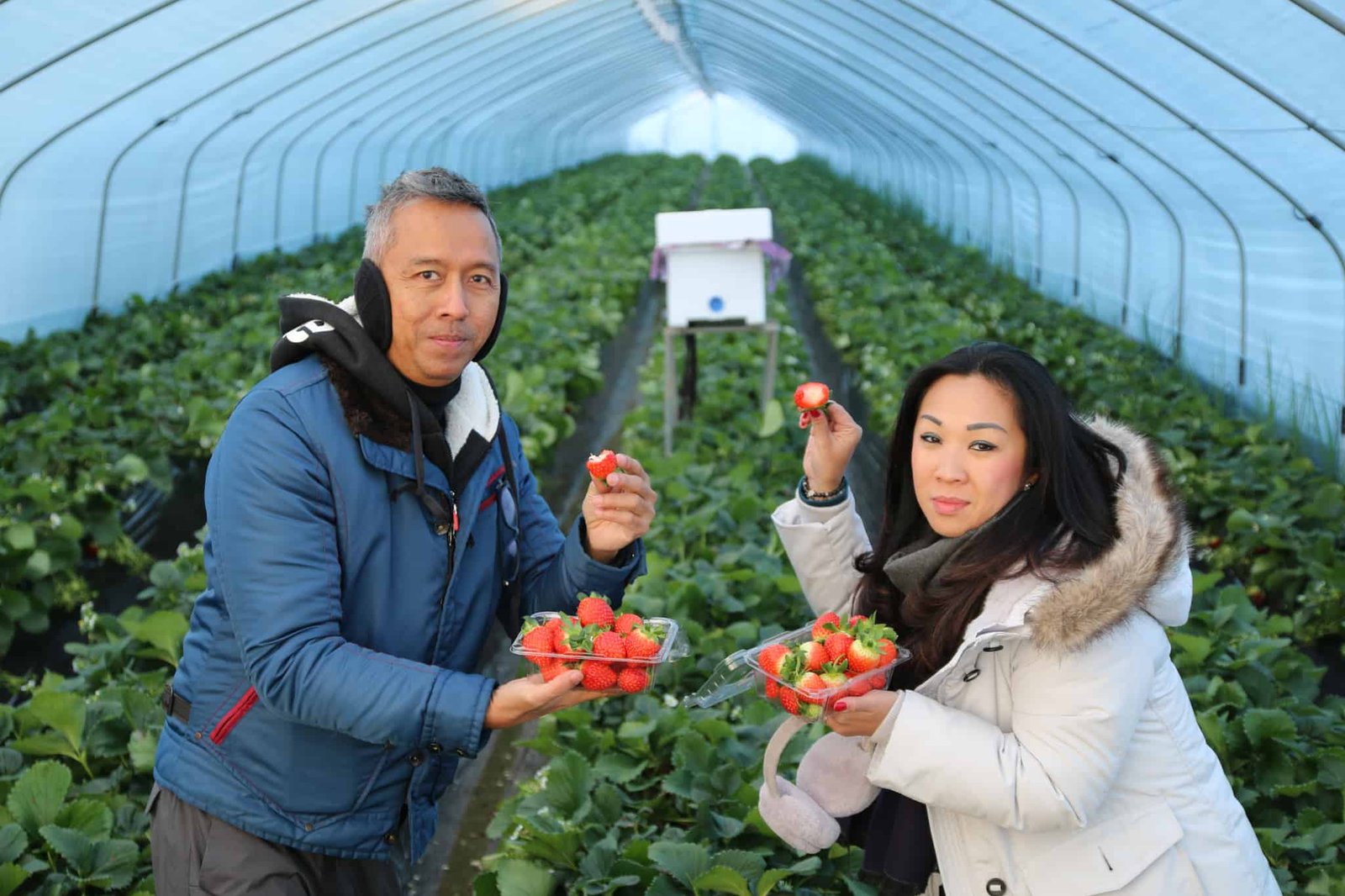 strawberry farm tour