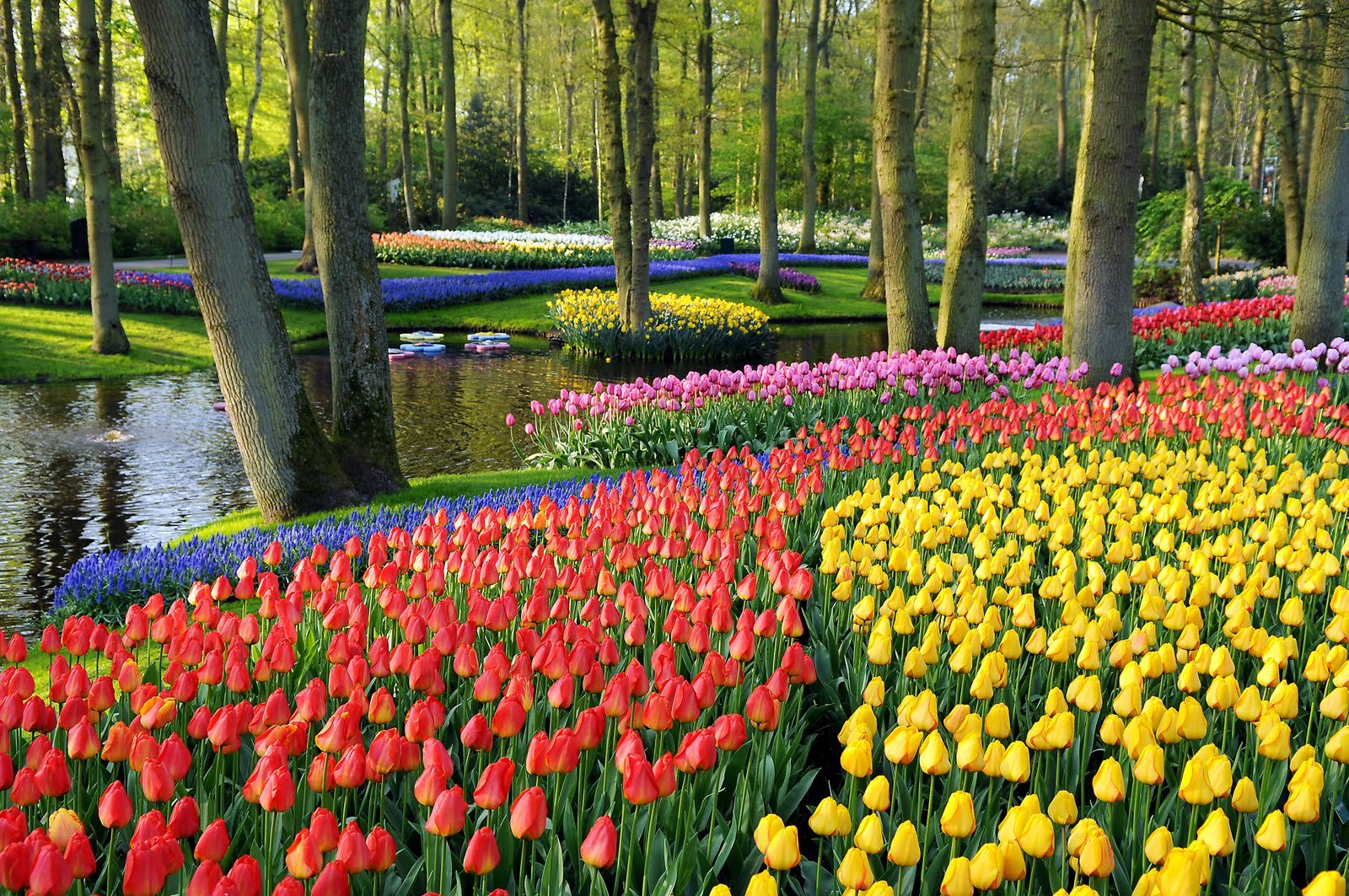flower auction, grower, private family lunch and the keukenhof - the