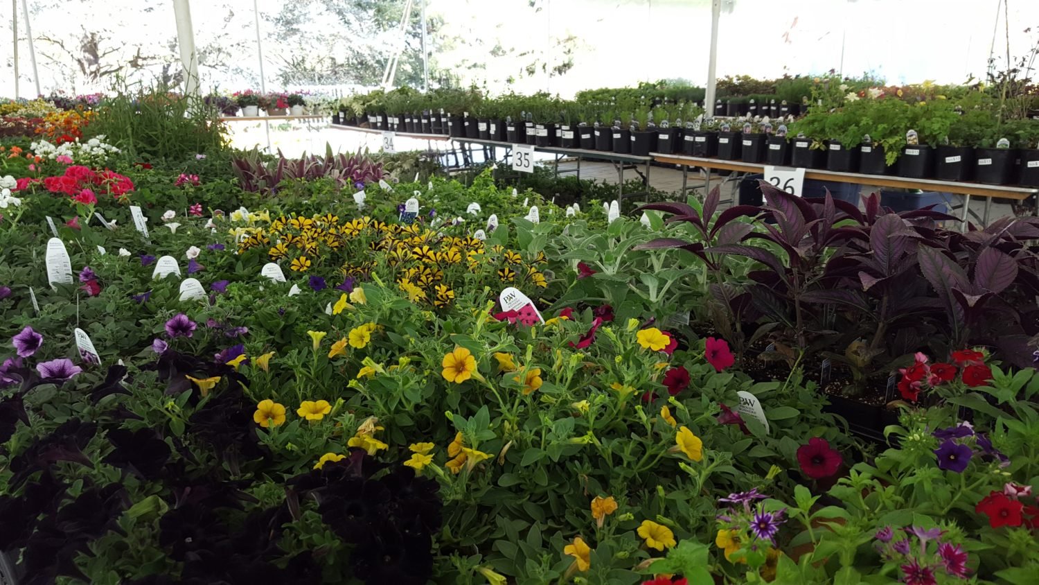 buy your blooms at these area flower markets this spring | dcist