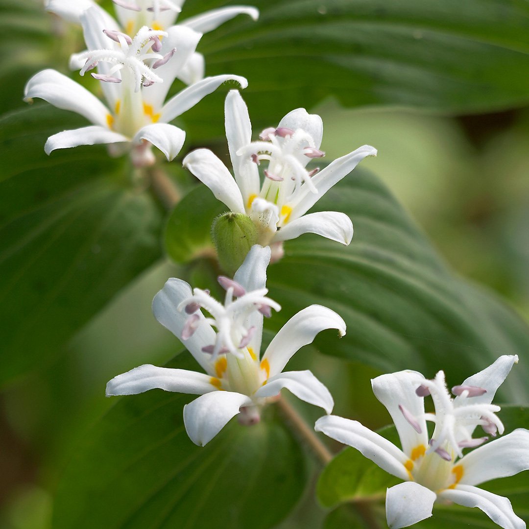 our 18 favorite perennials that thrive in shady gardens