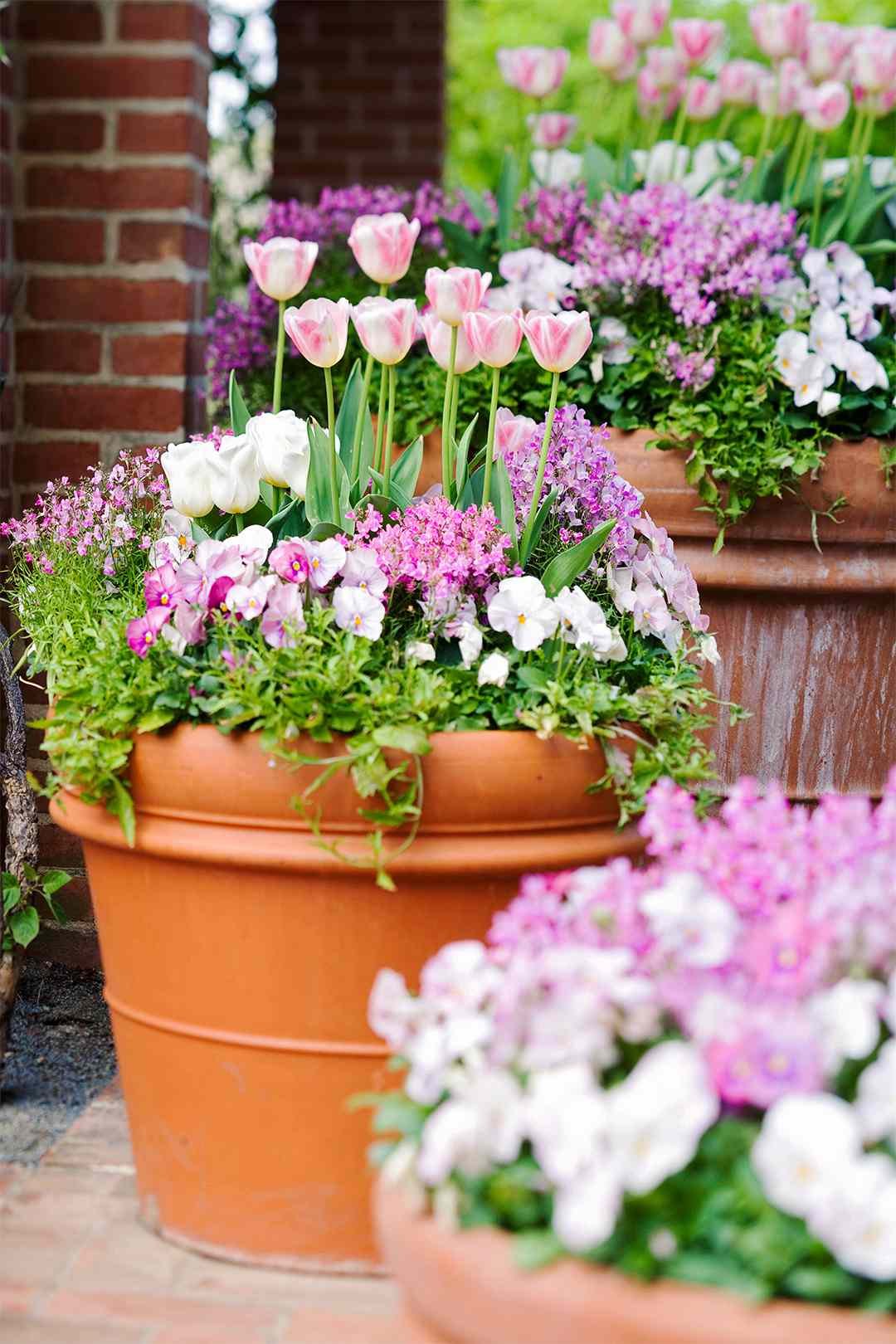 how to grow bulbs in containers | better homes & gardens