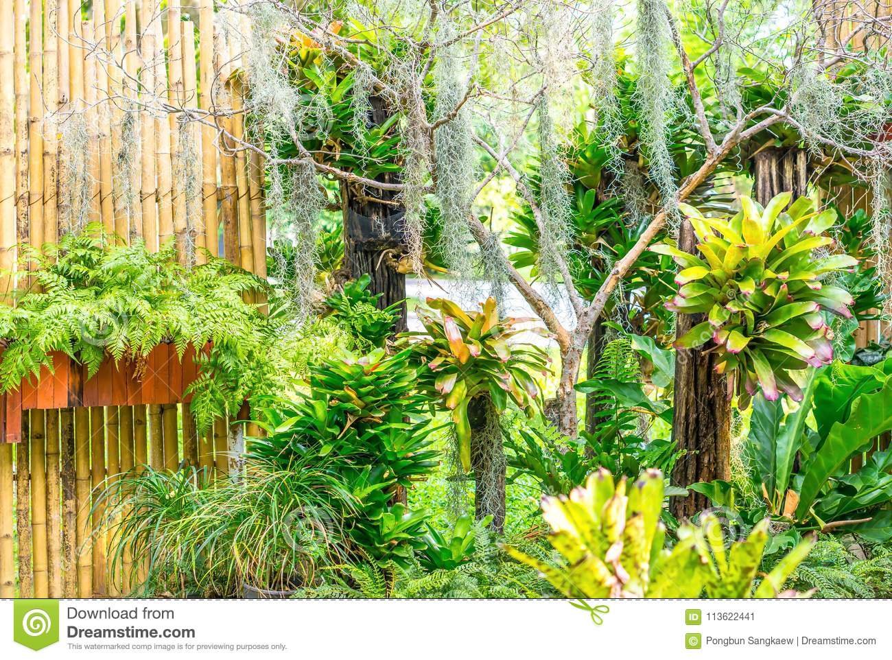 small tropical garden with tropical plant landscape background stock